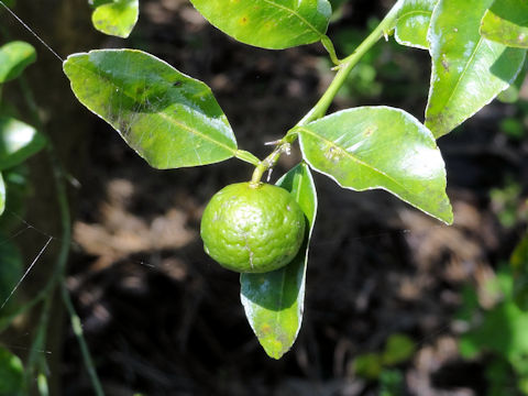 Citrus amblycarpa