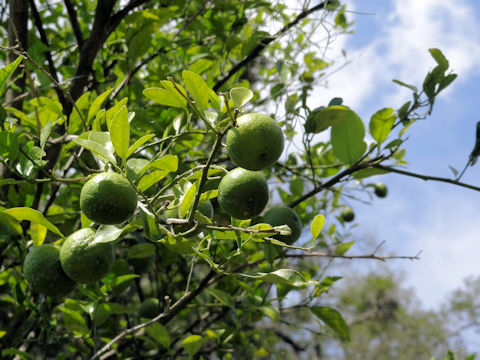 Citrus amblycarpa