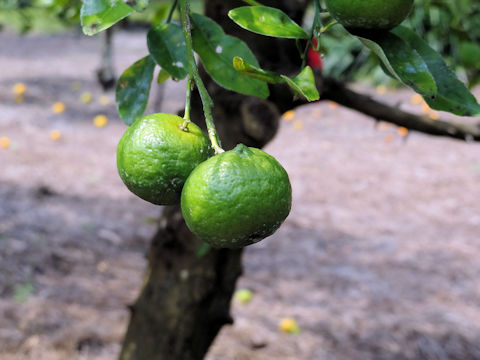 Citrus amblycarpa