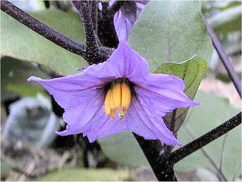 Solanum melongena