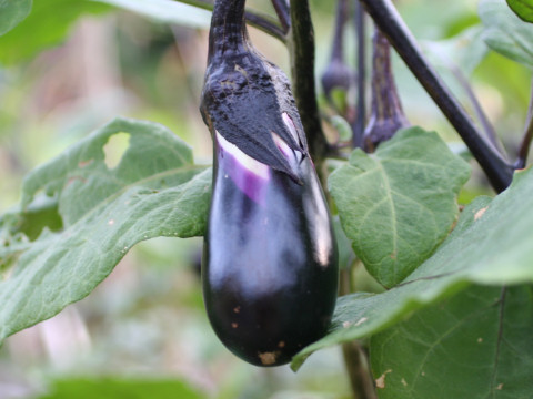 Solanum melongena