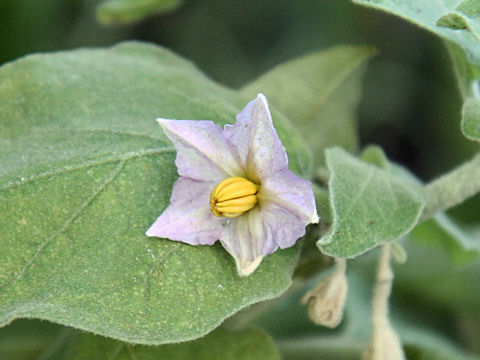 Solanum melongena