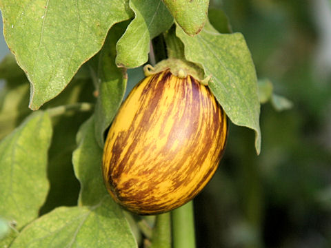 Solanum melongena