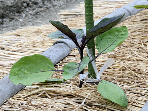 Solanum melongena