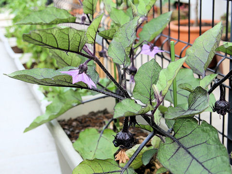 Solanum melongena