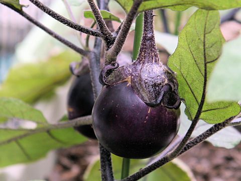 Solanum melongena