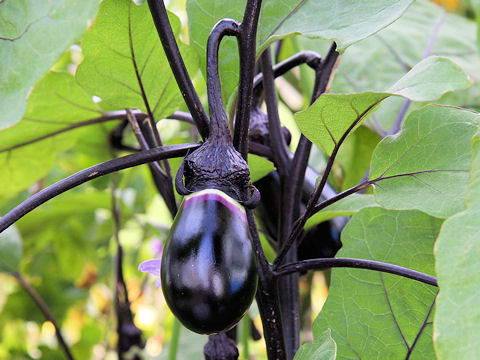 Solanum melongena