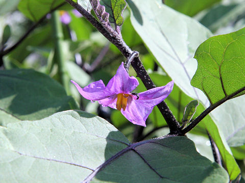 Solanum melongena