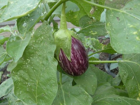 Solanum melongena