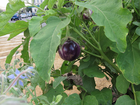 Solanum melongena