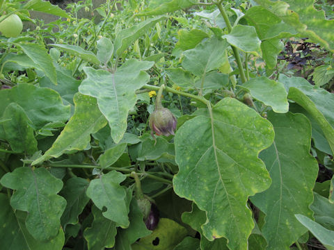 Solanum melongena