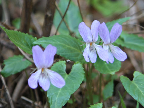 Viola bisseti