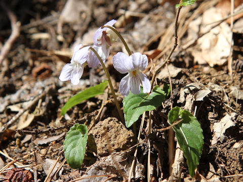 Viola bisseti