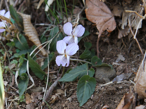 Viola bisseti