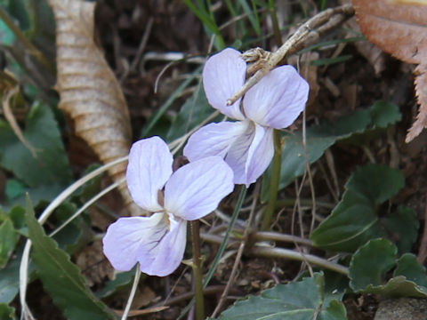 Viola bisseti