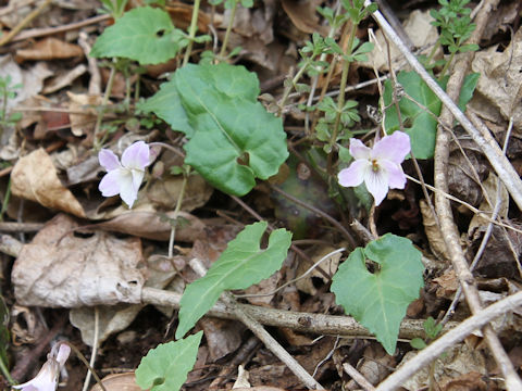 Viola bisseti