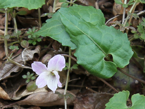 Viola bisseti