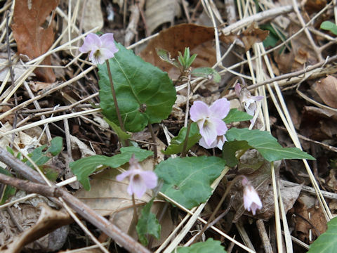 Viola bisseti