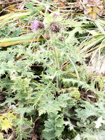 Cirsium nambuense