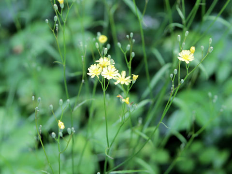 Lapsana communis