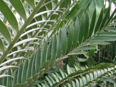 Encephalartos natalensis