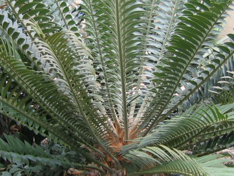 Encephalartos natalensis