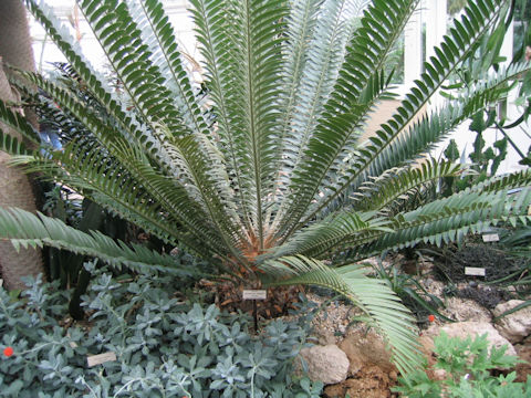 Encephalartos natalensis