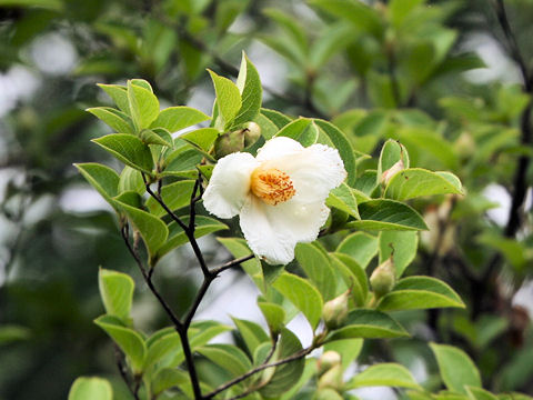 Stewartia pseudo-camellia