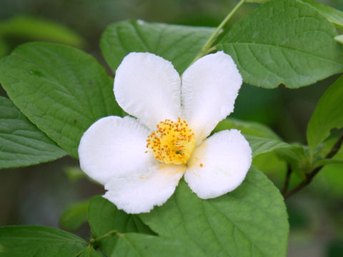 Stewartia pseudo-camellia