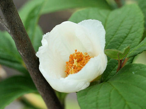 Stewartia pseudo-camellia