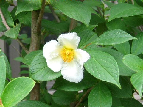 Stewartia pseudo-camellia