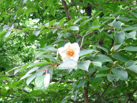 Stewartia pseudo-camellia