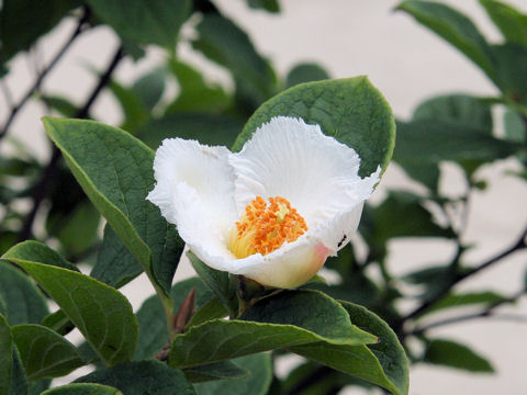 Stewartia pseudo-camellia