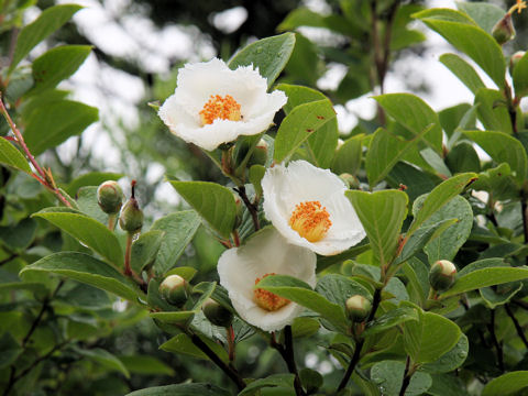 Stewartia pseudo-camellia