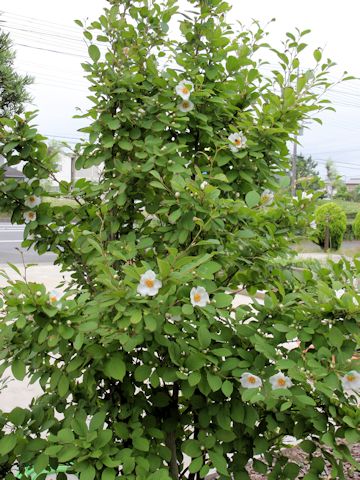 Stewartia pseudo-camellia