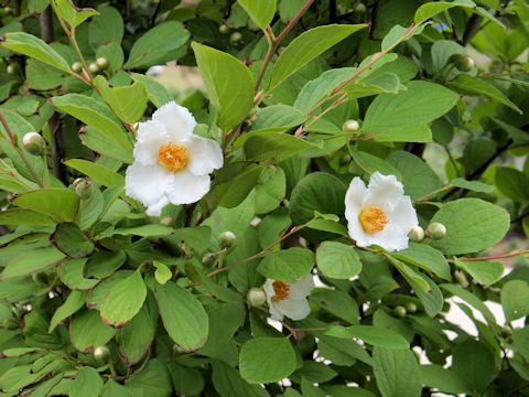 Stewartia pseudo-camellia