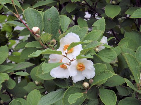 Stewartia pseudo-camellia