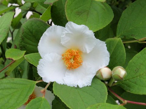 Stewartia pseudo-camellia