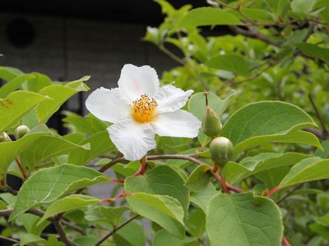 Stewartia pseudo-camellia