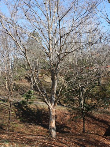 Stewartia pseudo-camellia