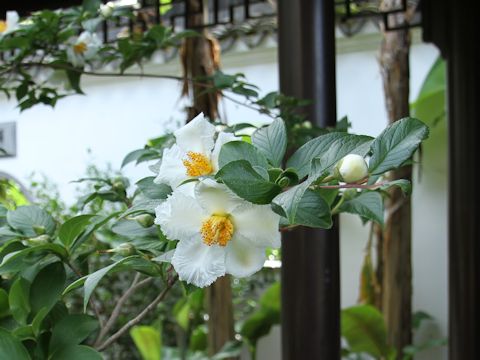 Stewartia pseudo-camellia