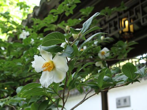 Stewartia pseudo-camellia