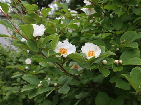 Stewartia pseudo-camellia