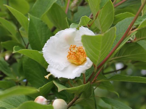 Stewartia pseudo-camellia