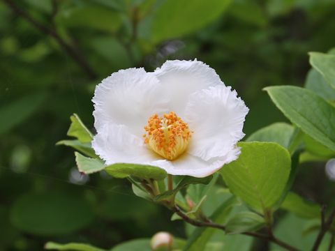 Stewartia pseudo-camellia