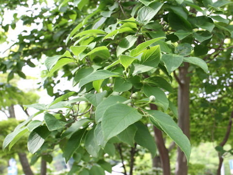 Stewartia pseudo-camellia