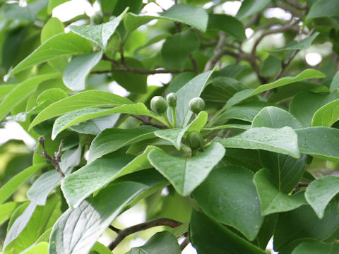 Stewartia pseudo-camellia