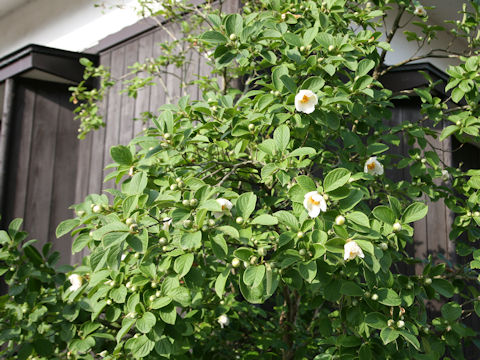 Stewartia pseudo-camellia