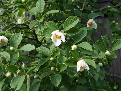 Stewartia pseudo-camellia