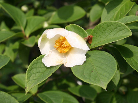 Stewartia pseudo-camellia